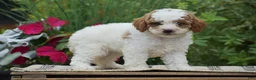 Miniature Poodle dogs for sale: Lilly - Ad 7