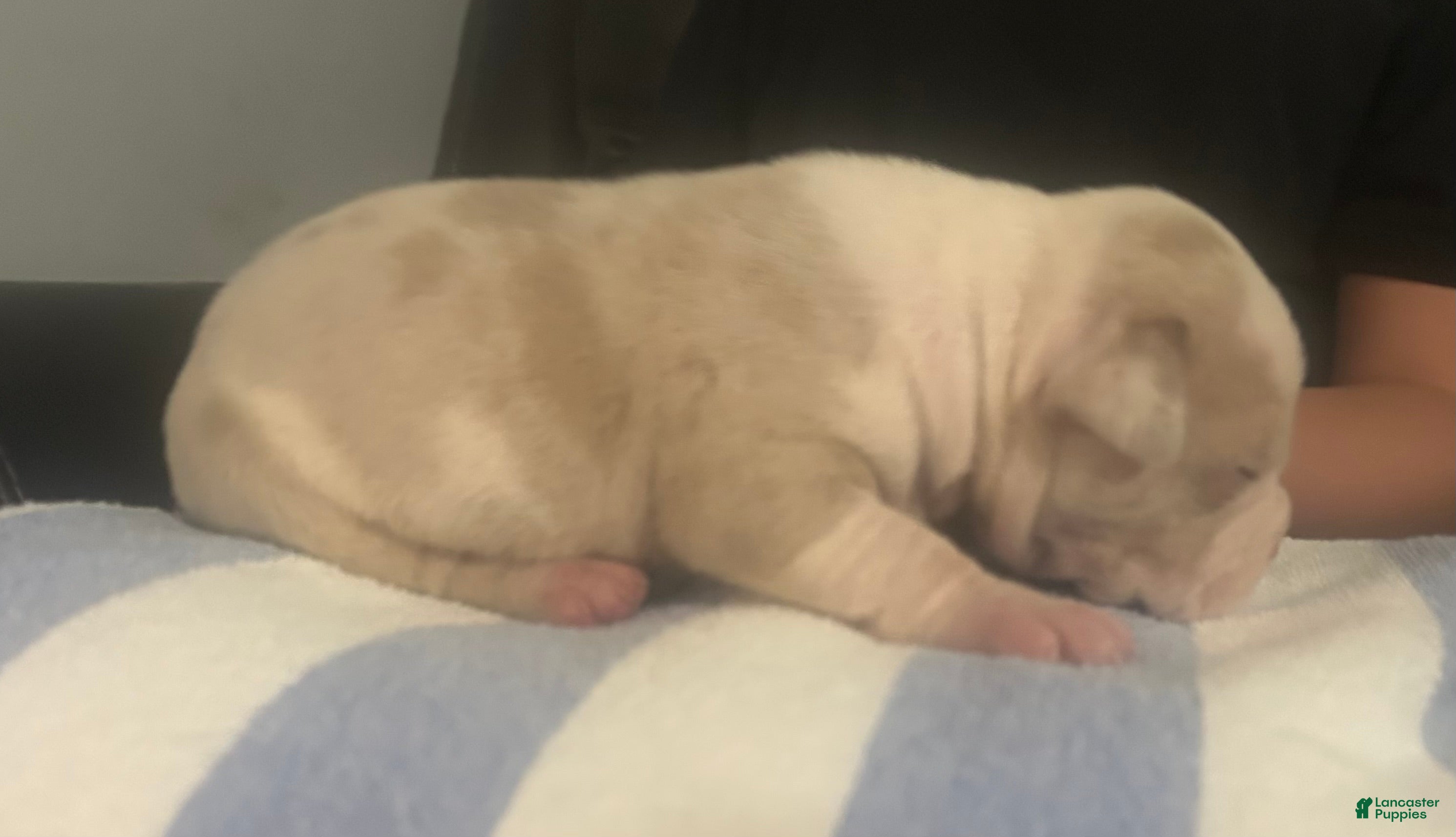 American Bully dogs for sale: Clutch  - Ad 2