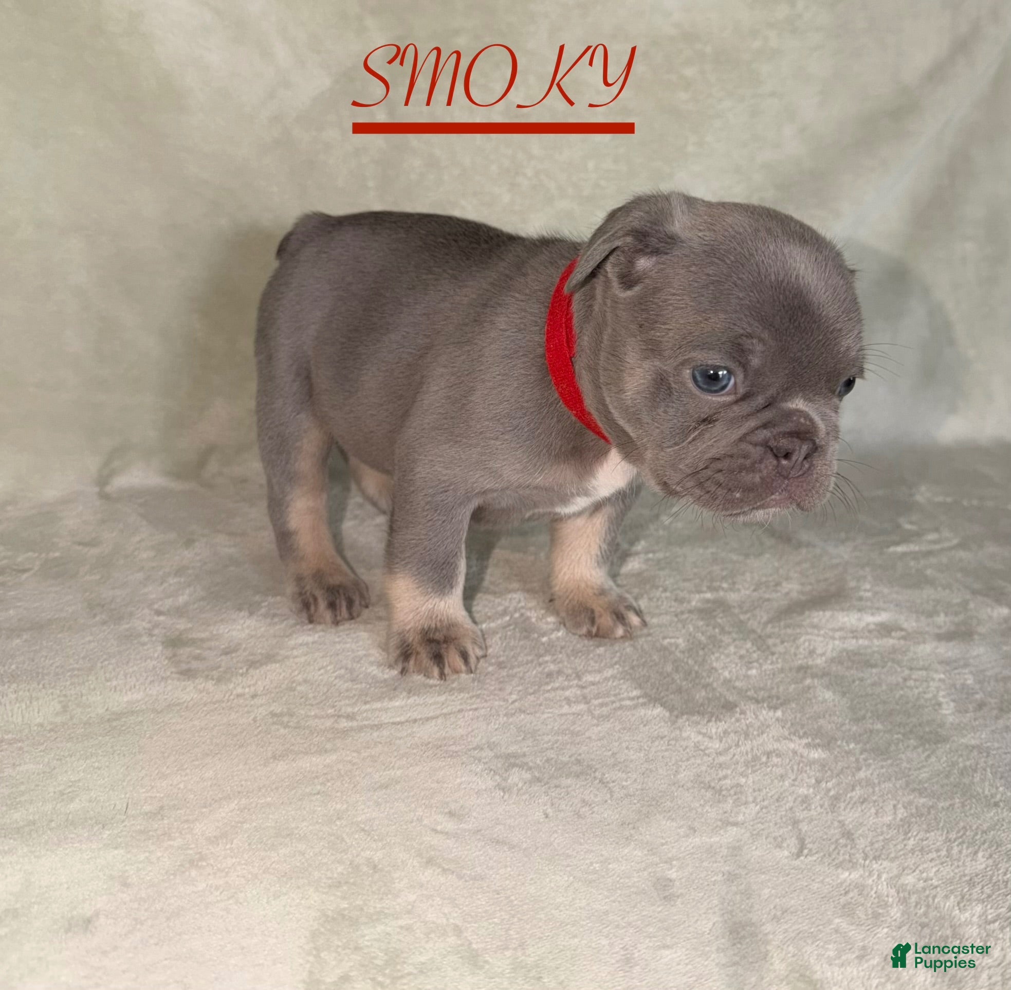 French Bulldog dogs French Bulldog 2 - Ad 2