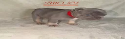 French Bulldog dogs for sale: French Bulldog 2 - Ad 2