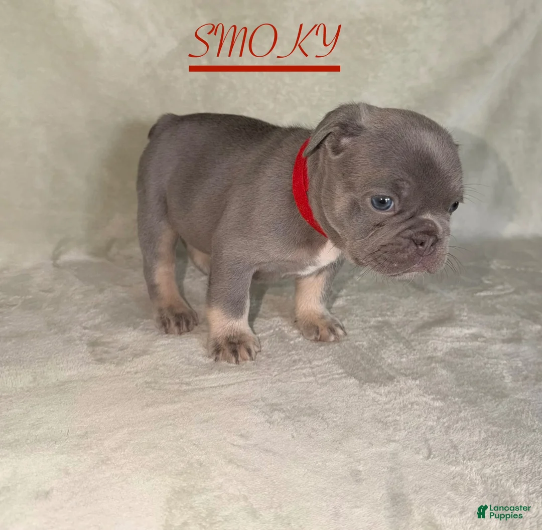 French Bulldog dogs for sale: French Bulldog 2 - Ad 2
