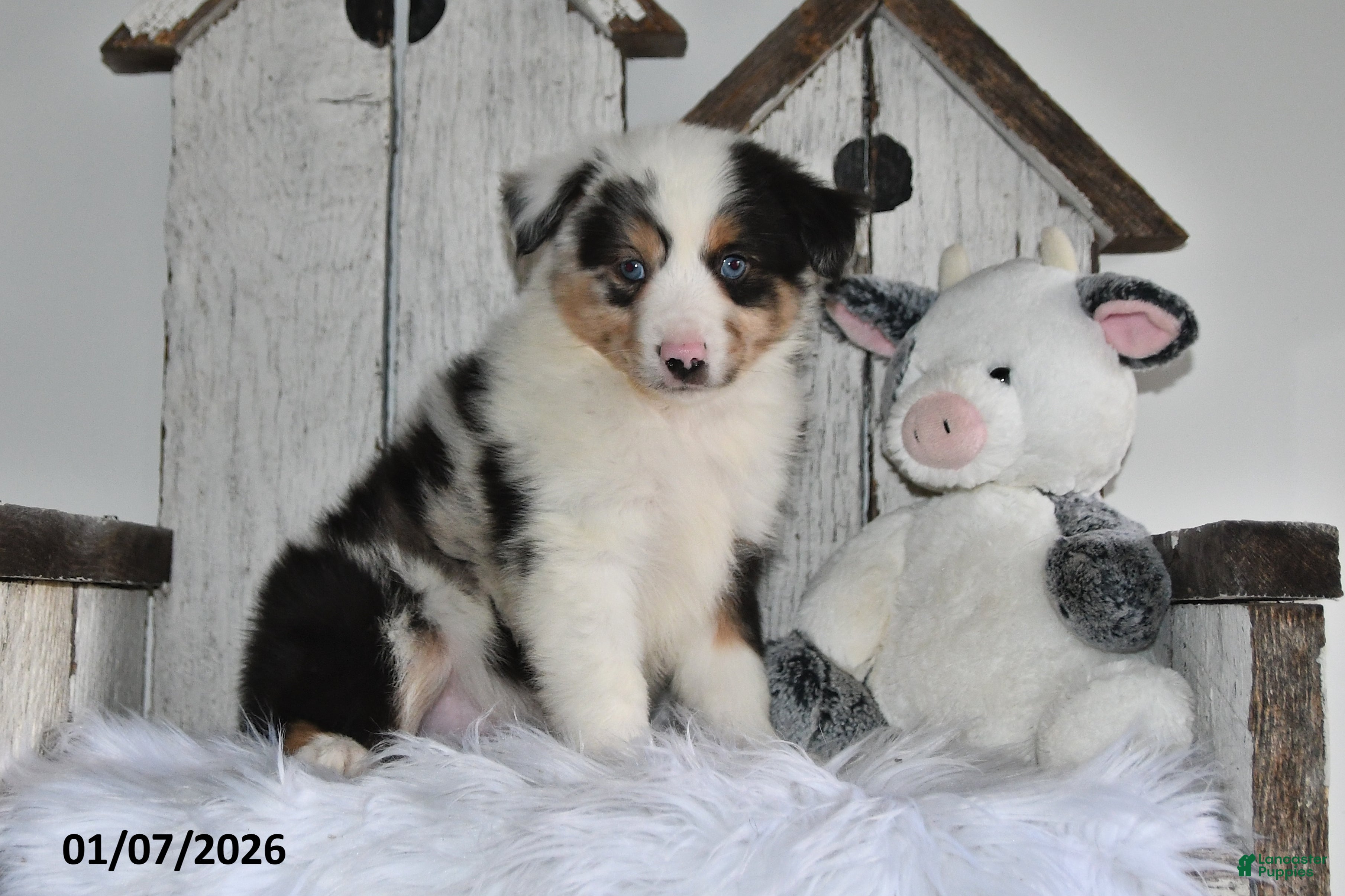 Miniature Australian Shepherd dogs Dasher - Ad 12