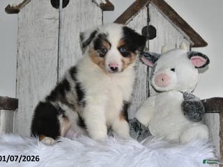 Miniature Australian Shepherd dogs Dasher - Ad 12