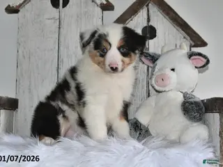 Miniature Australian Shepherd dogs Dasher - Ad 4