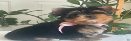 Yorkshire Terrier dogs for sale: Baby Paige - Ad 3