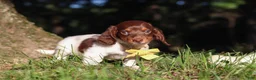 Miniature Dachshund dogs for sale: Shane - Ad 6