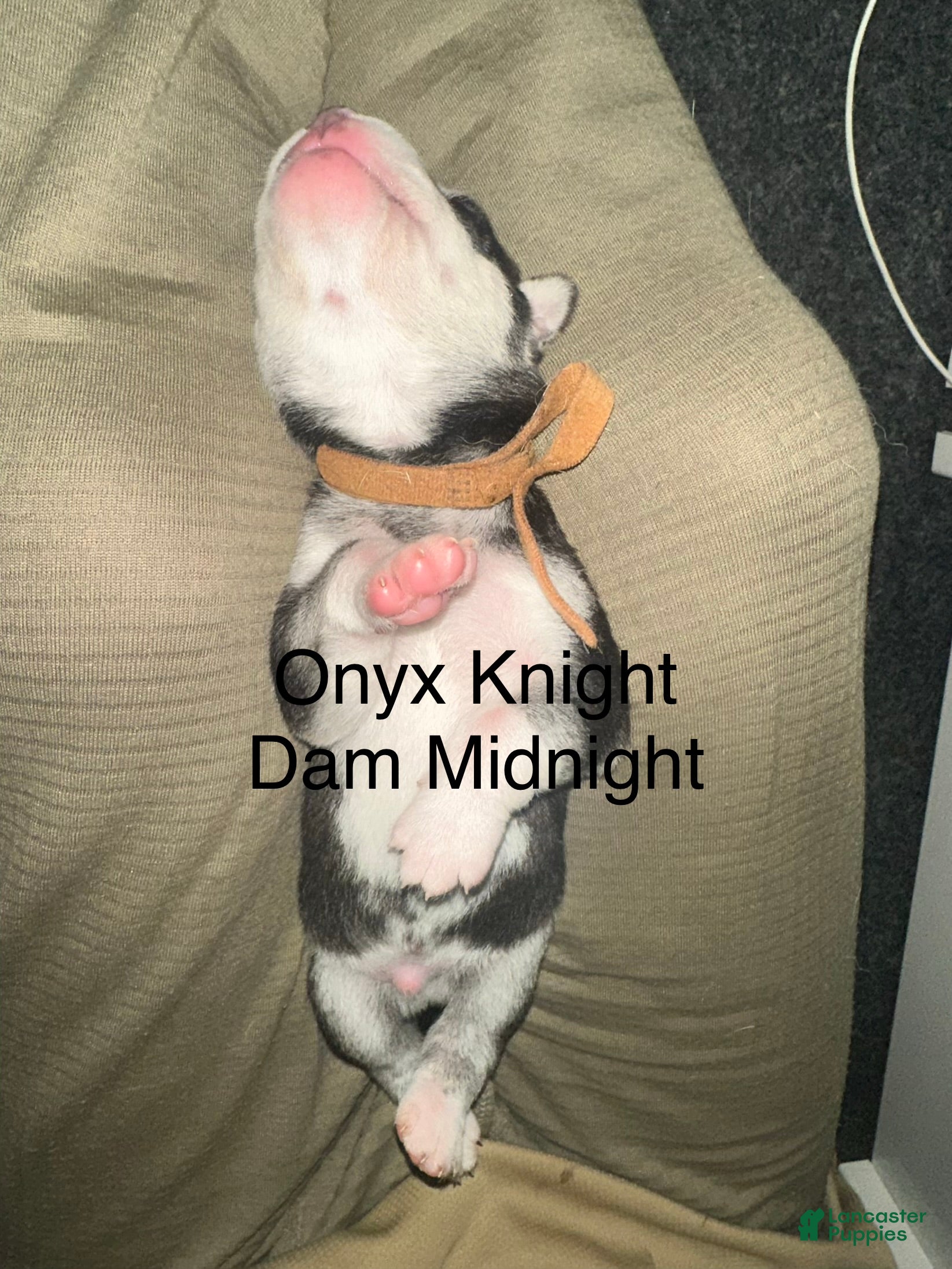 Siberian Husky dogs Onyx Knight - Ad 2