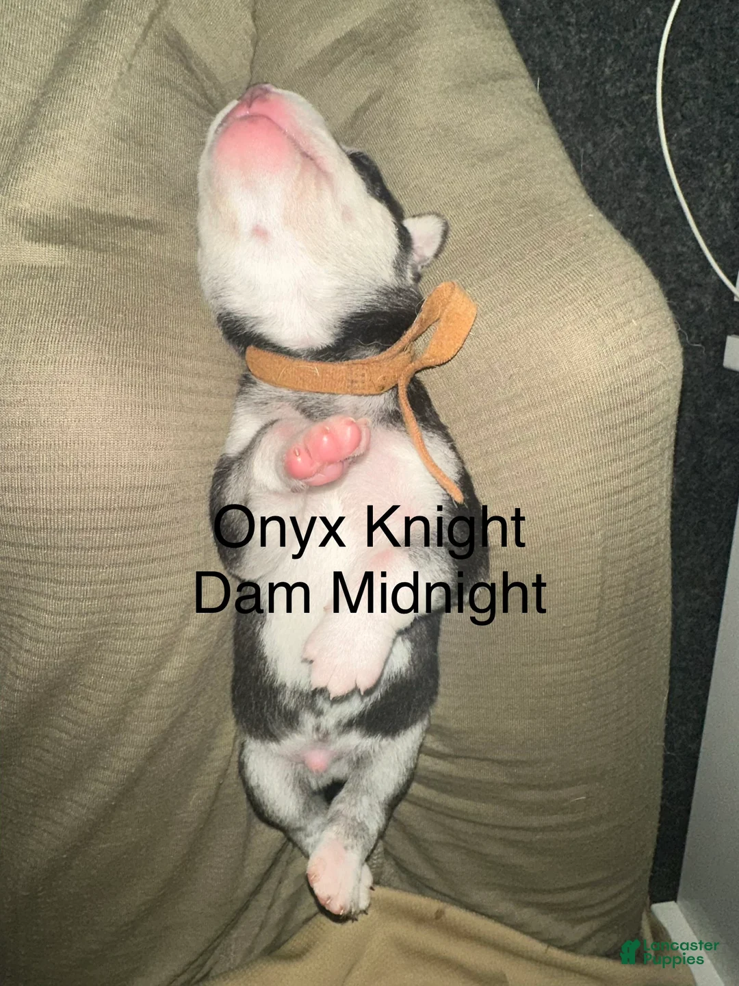 Siberian Husky dogs for sale: Onyx Knight - Ad 2