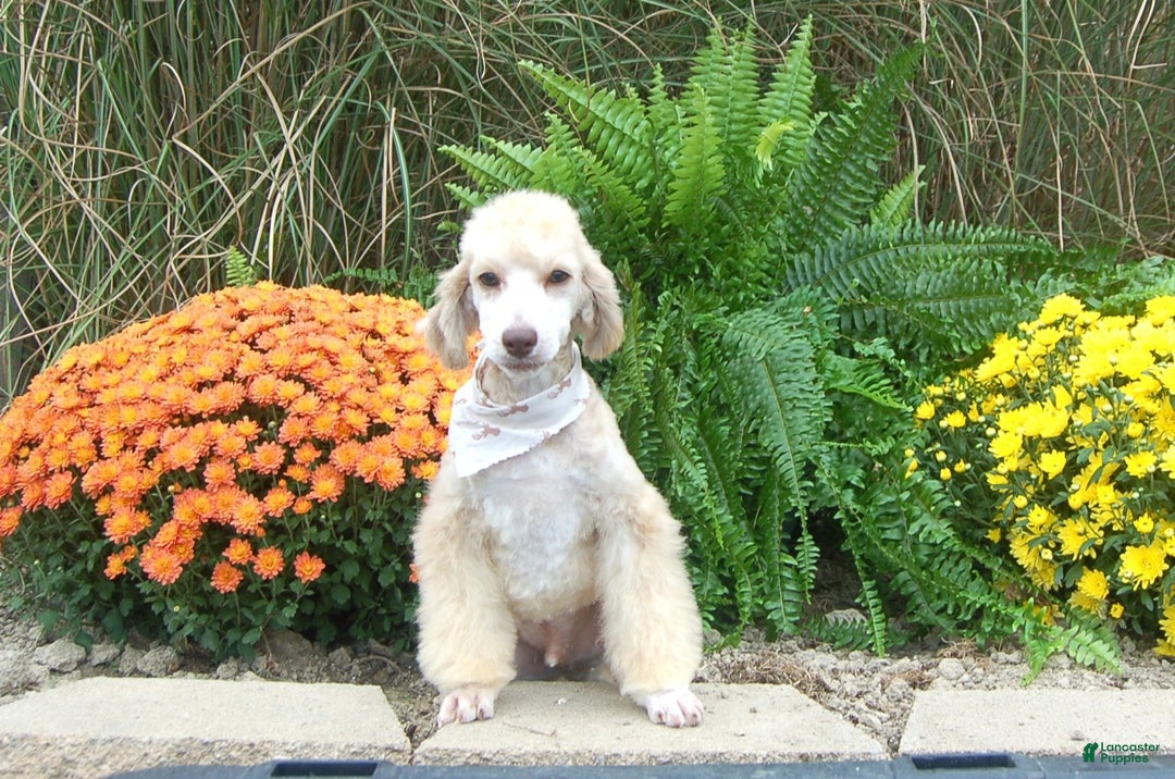 Miniature Poodle dogs for sale: Miniature Poodle Puppy 7 Andy - Ad 17