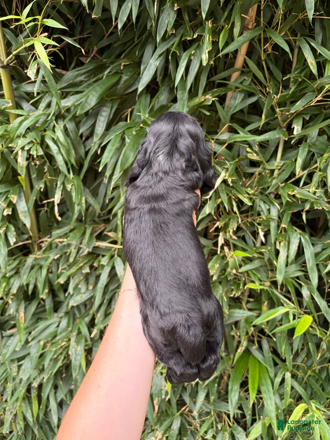 Cocker Spaniel dogs for sale: Cocker Spaniel 3 - Ad 2
