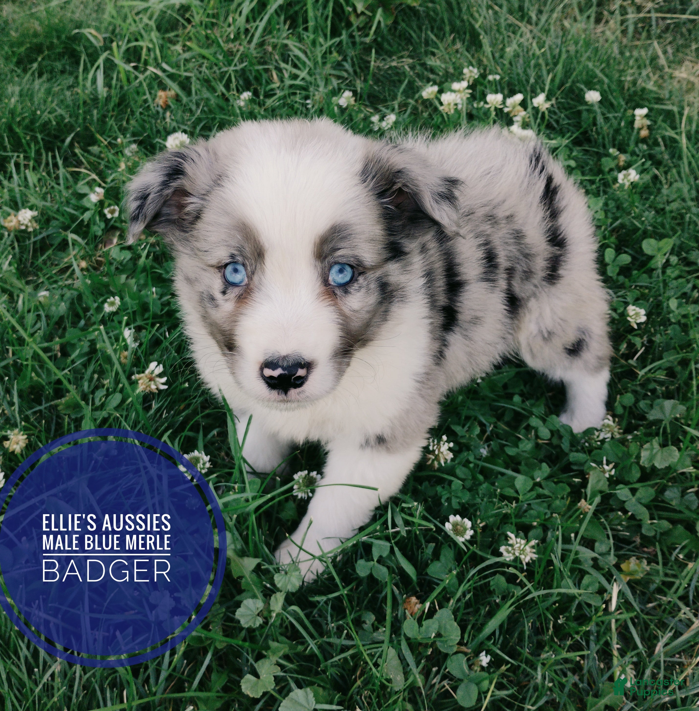 Miniature Australian Shepherd dogs Badger  - Ad 1