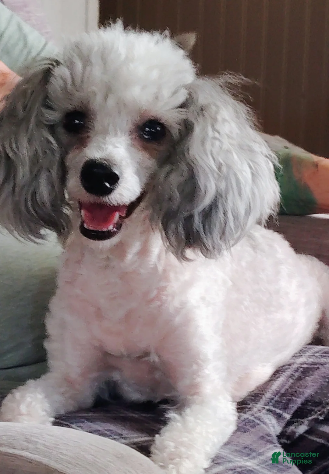 Maltipoo dogs for sale: Marla - Ad 5