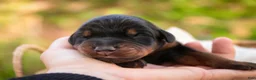 Doberman Pinscher dogs for sale: Elowen - Ad 6