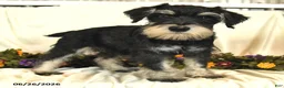 Miniature Schnauzer dogs for sale: Garrett - Ad 10