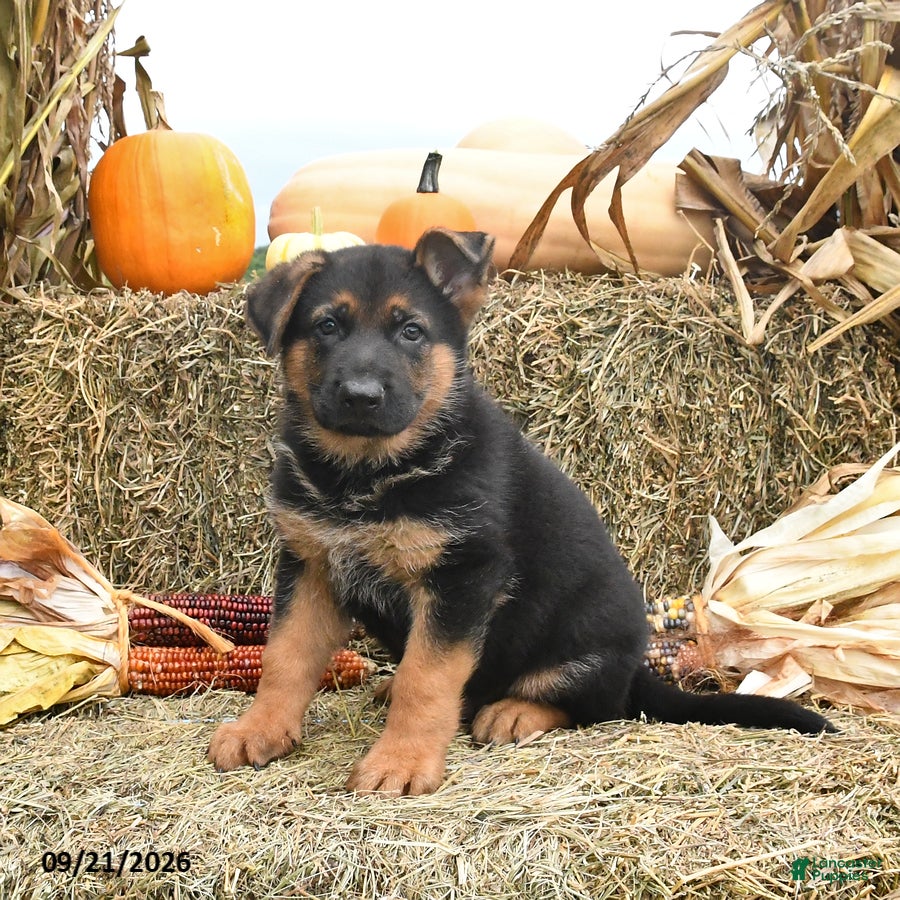 German Shepherd dogs Lucky - Ad 2