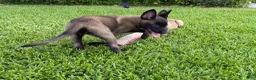 Belgian Malinois dogs for sale: Belgian Malinois 4 - Ad 10