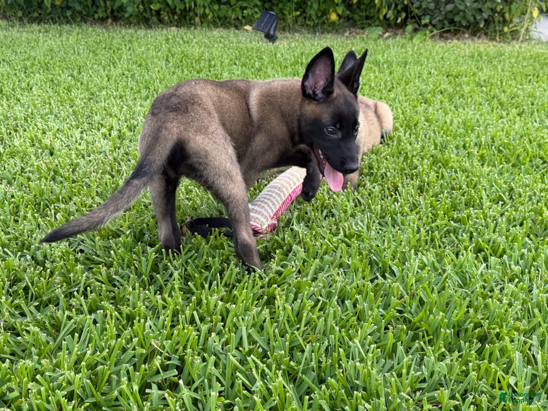 Belgian Malinois dogs for sale: Belgian Malinois 4 - Ad 10
