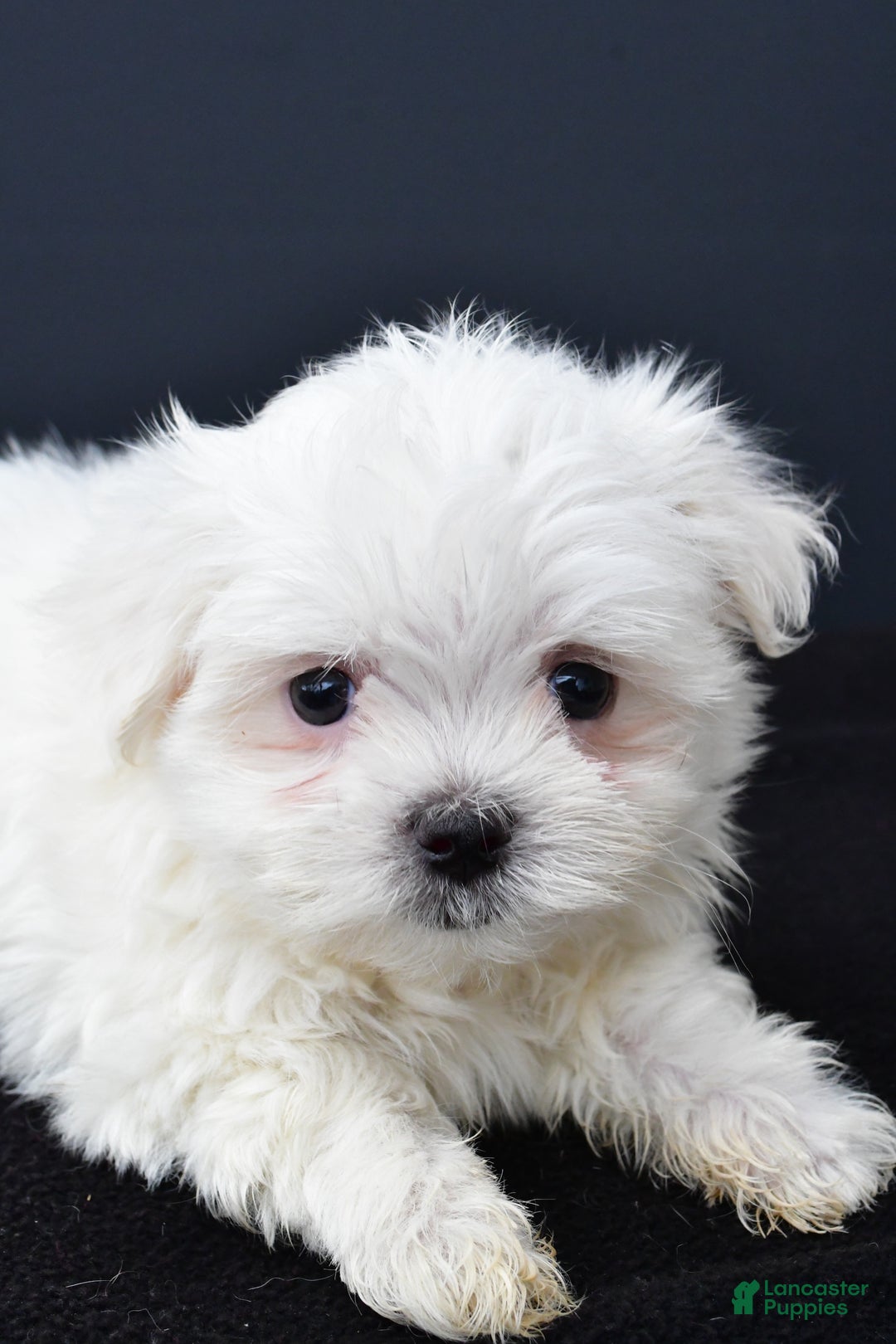 Maltese dogs for sale: Gunner - Ad 4