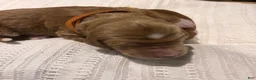 Irish Doodle dogs for sale: Burnt Orange Collar - “Sammy” - Ad 3