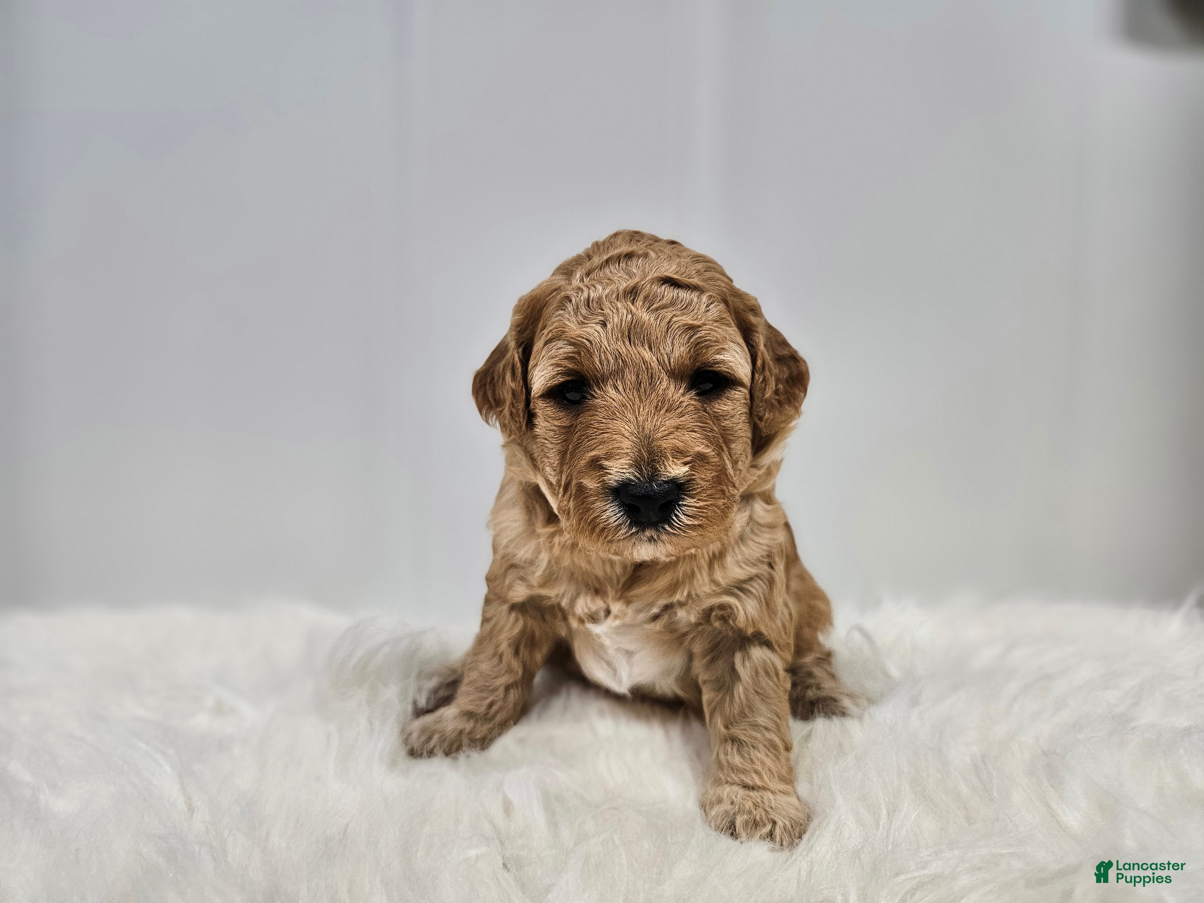 Mini Goldendoodle dogs Lucy - Ad 2