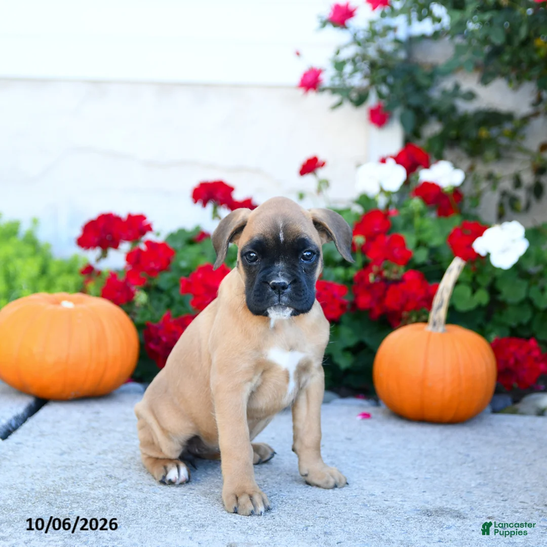 Boxer dogs for sale: Missy - Ad 1