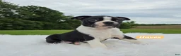 Boston Terrier dogs for sale: Hayes - Ad 5