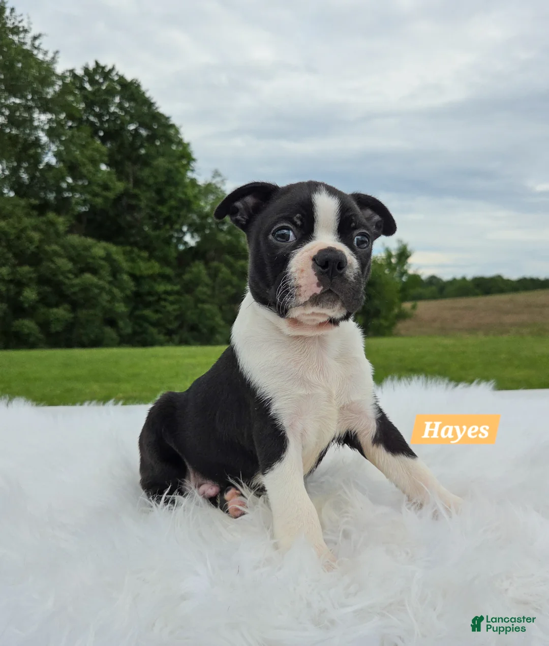 Boston Terrier dogs for sale: Hayes - Ad 5