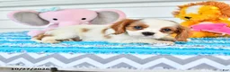 Cavalier King Charles Spaniel dogs for sale: Romeo - Ad 3