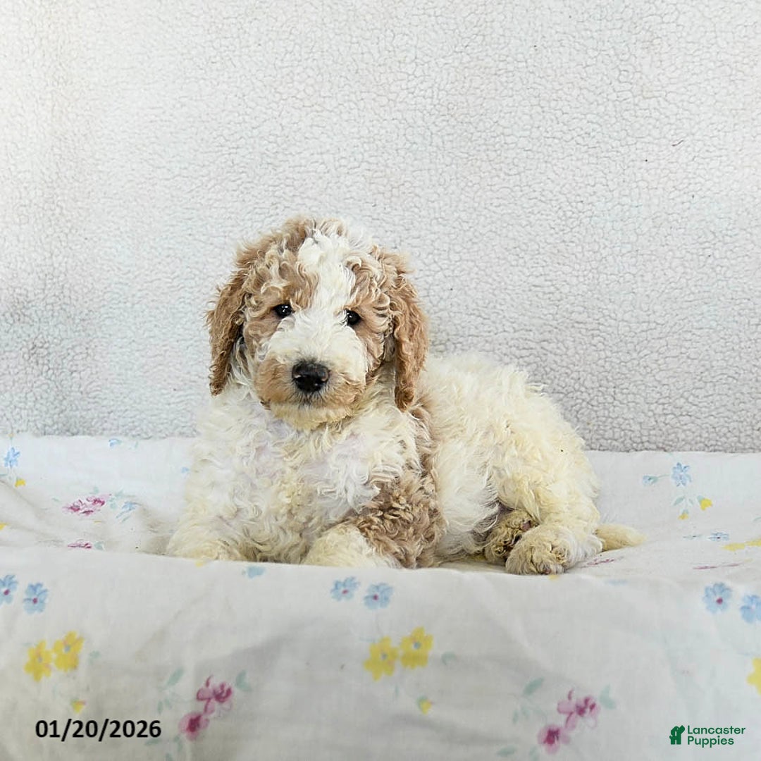 Standard Poodle dogs for sale: Max - Ad 2