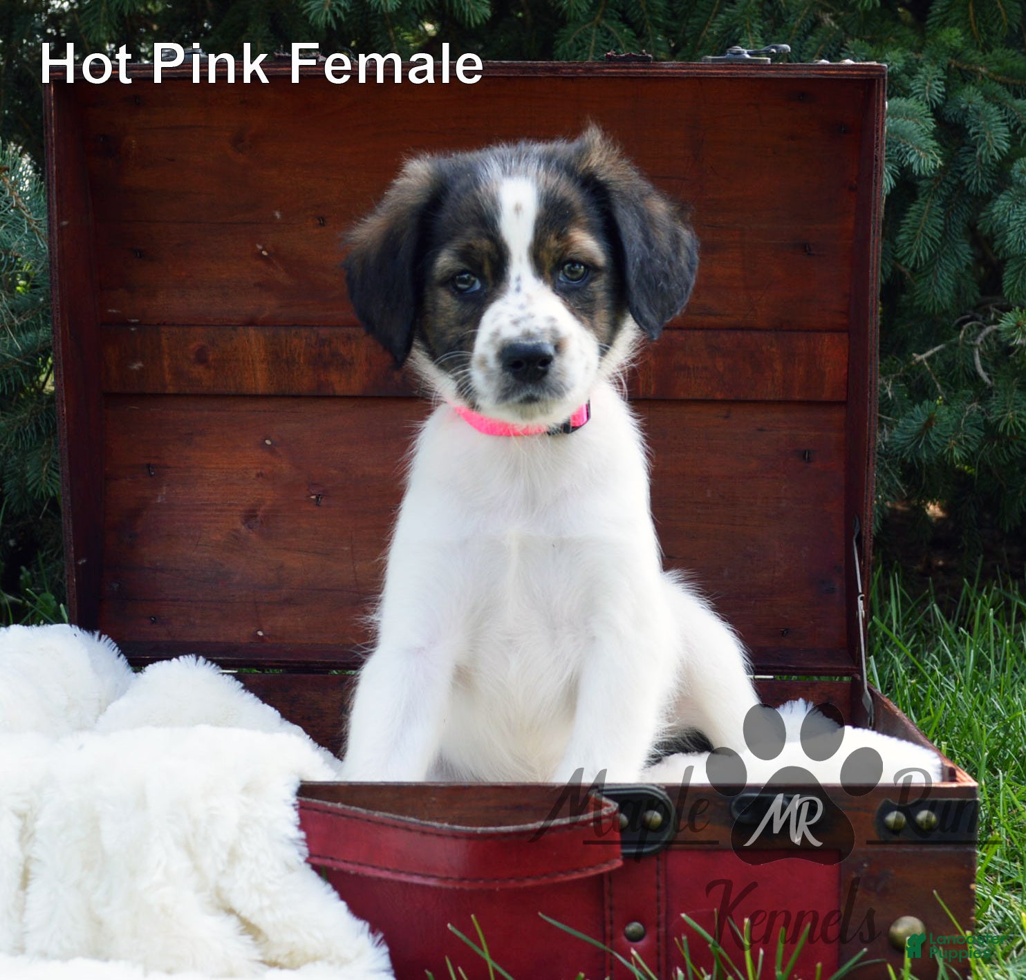 Aussiedoodle dogs Sammy's Hot Pink Female - Ad 1