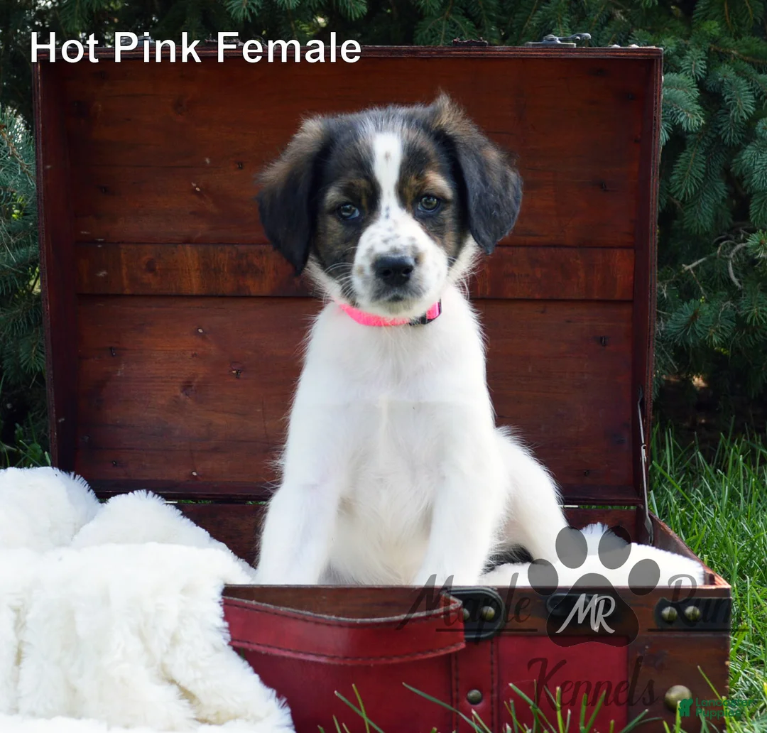 Aussiedoodle dogs for sale: Sammy's Hot Pink Female - Ad 1