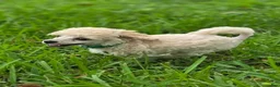 Toy Poodle dogs for sale: AKC Toy Poodle - Ad 13