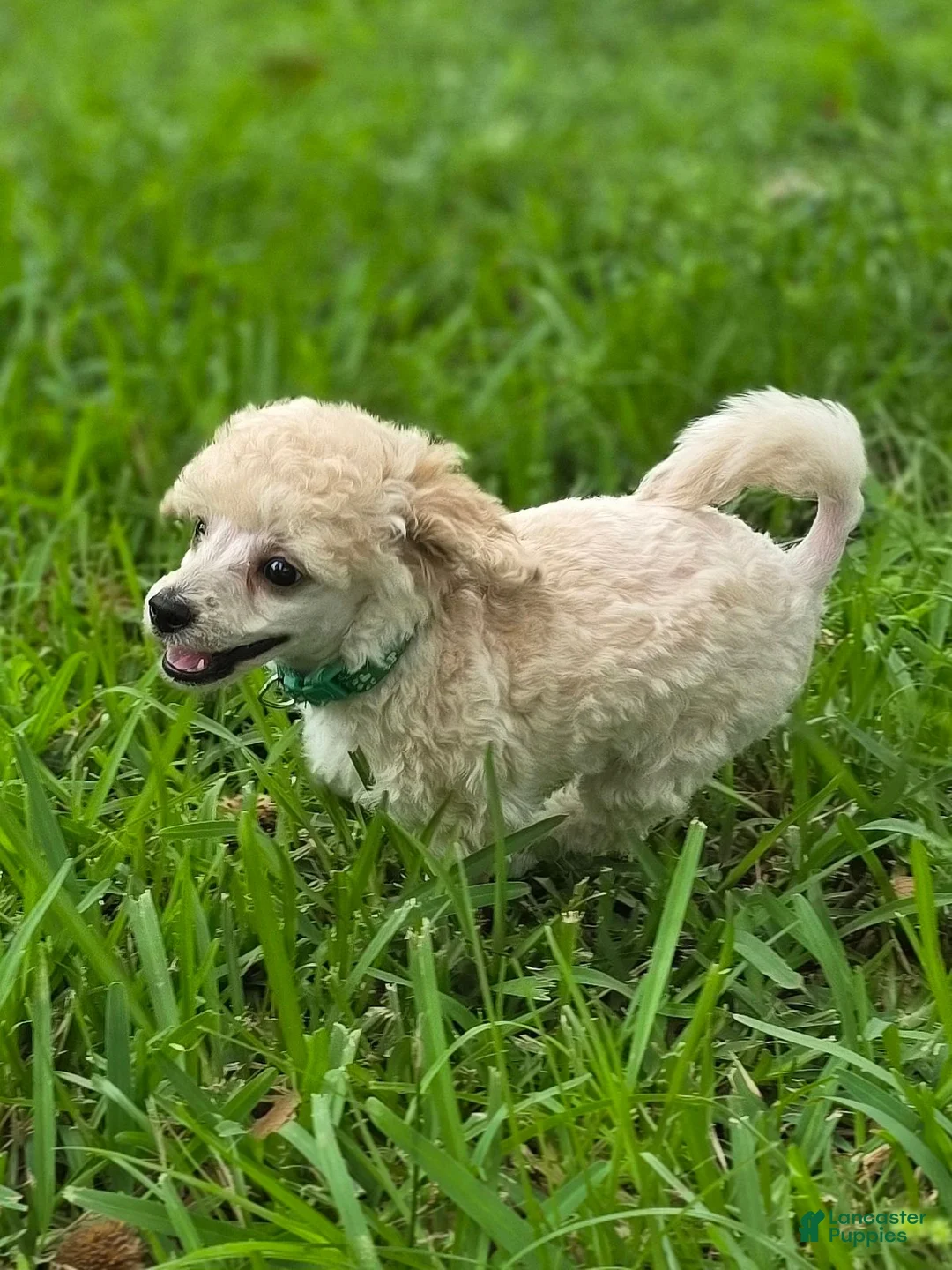 Toy Poodle dogs for sale: AKC Toy Poodle - Ad 13