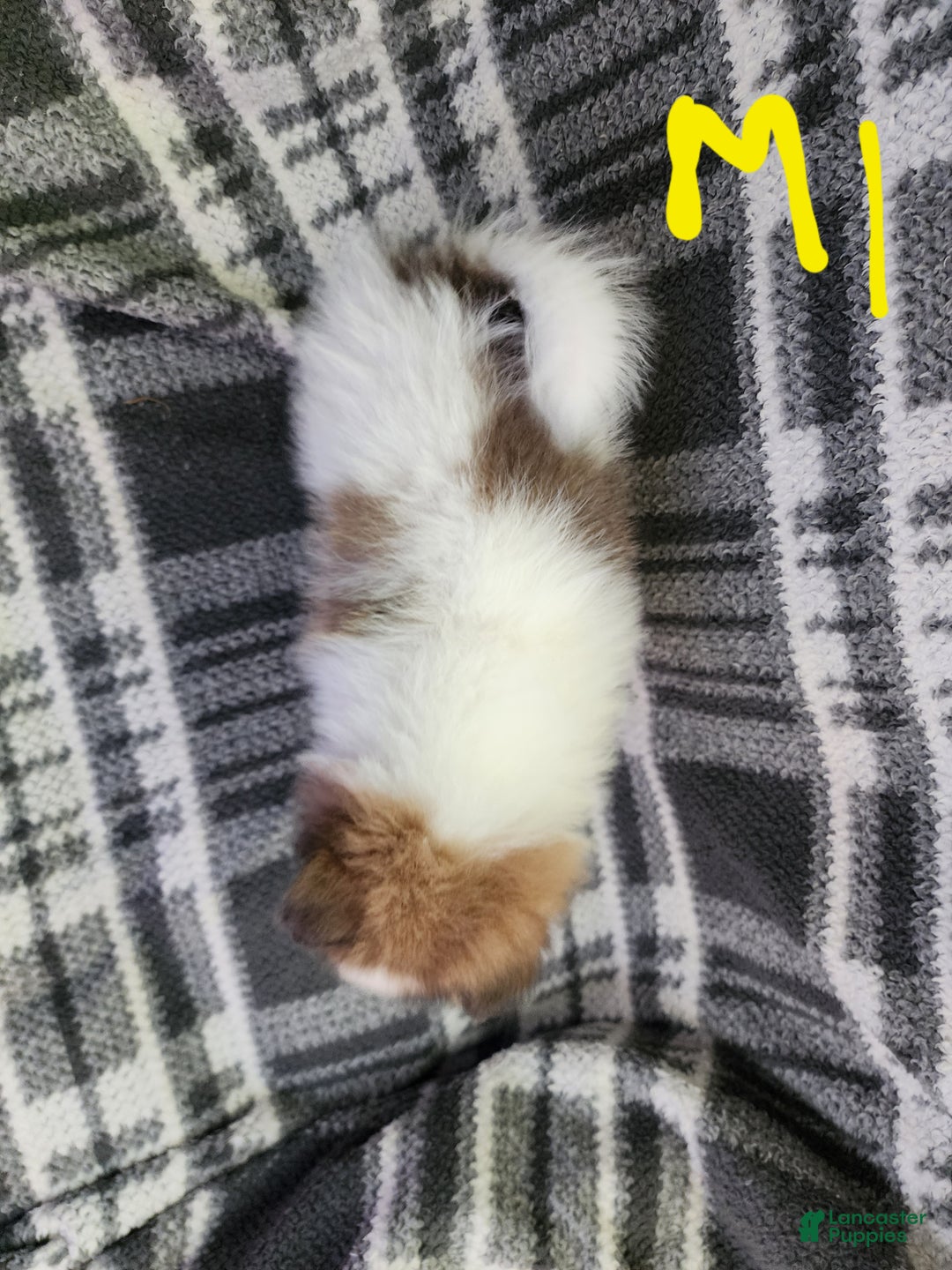 Pomeranian dogs for sale: Seeya - Ad 3