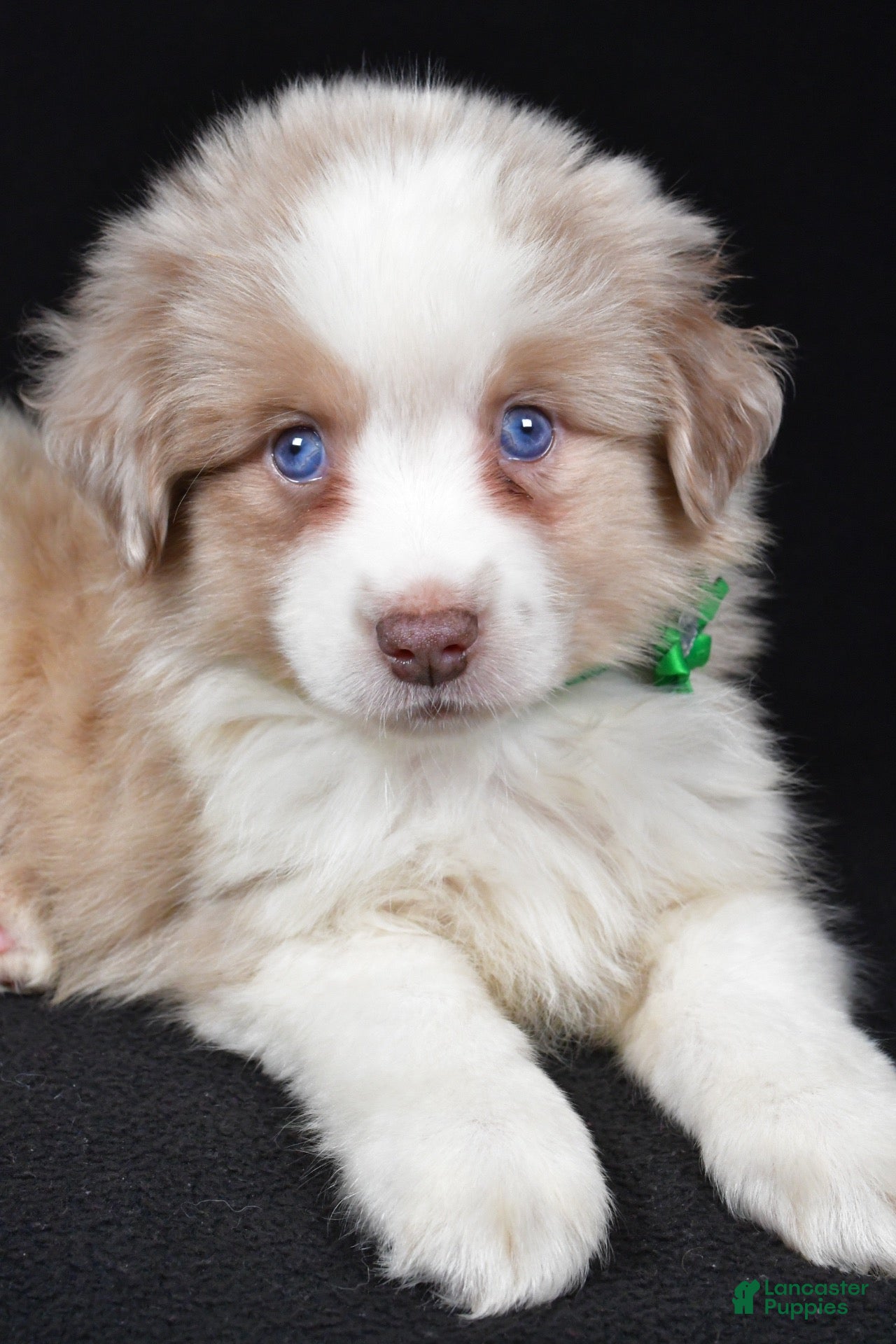 Miniature Australian Shepherd dogs for sale: Delta - Ad 2