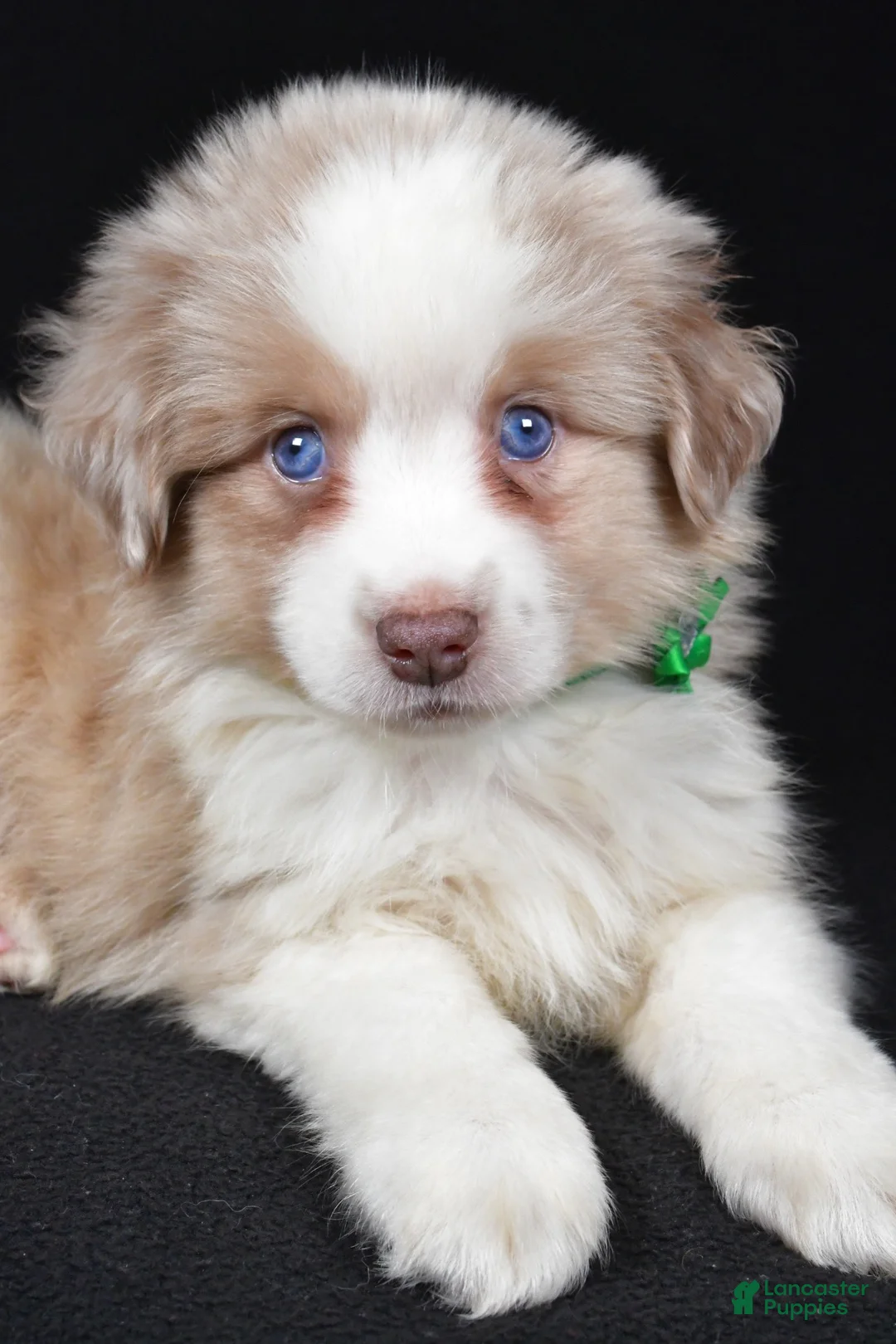 Miniature Australian Shepherd dogs for sale: Delta - Ad 2