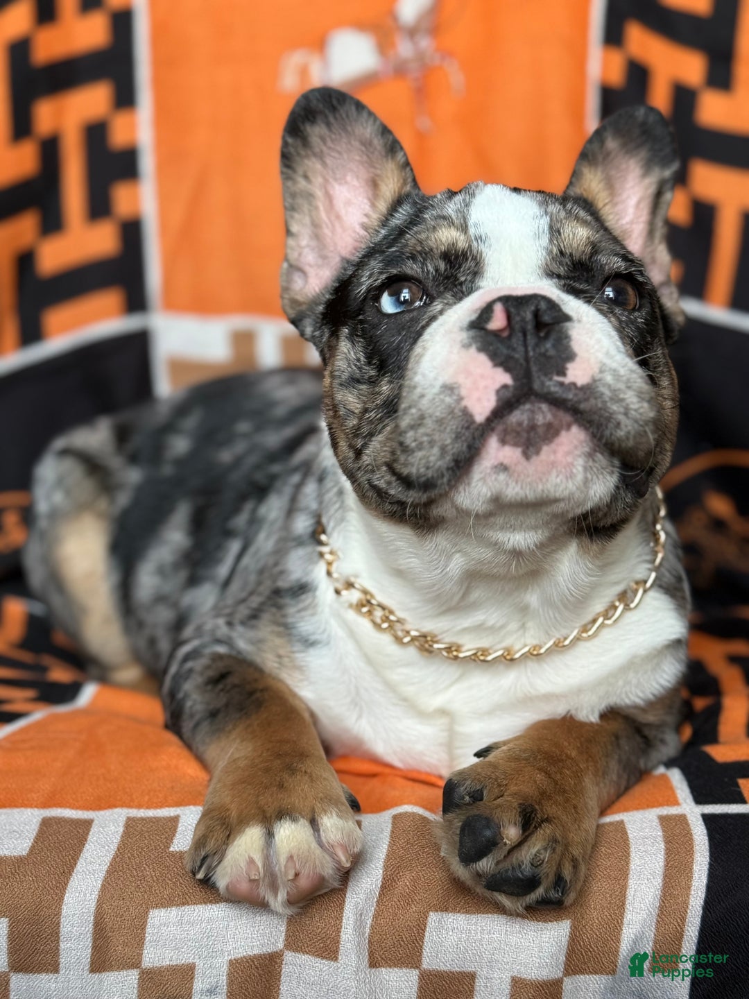 French Bulldog dogs for sale: Marcus - Ad 7