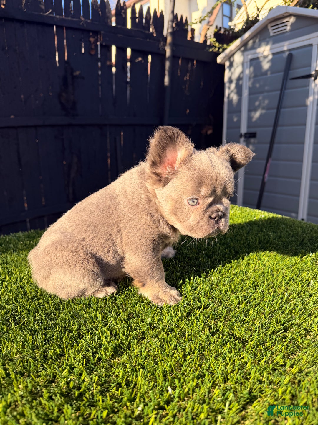 French Bulldog dogs for sale: Summer - Ad 4