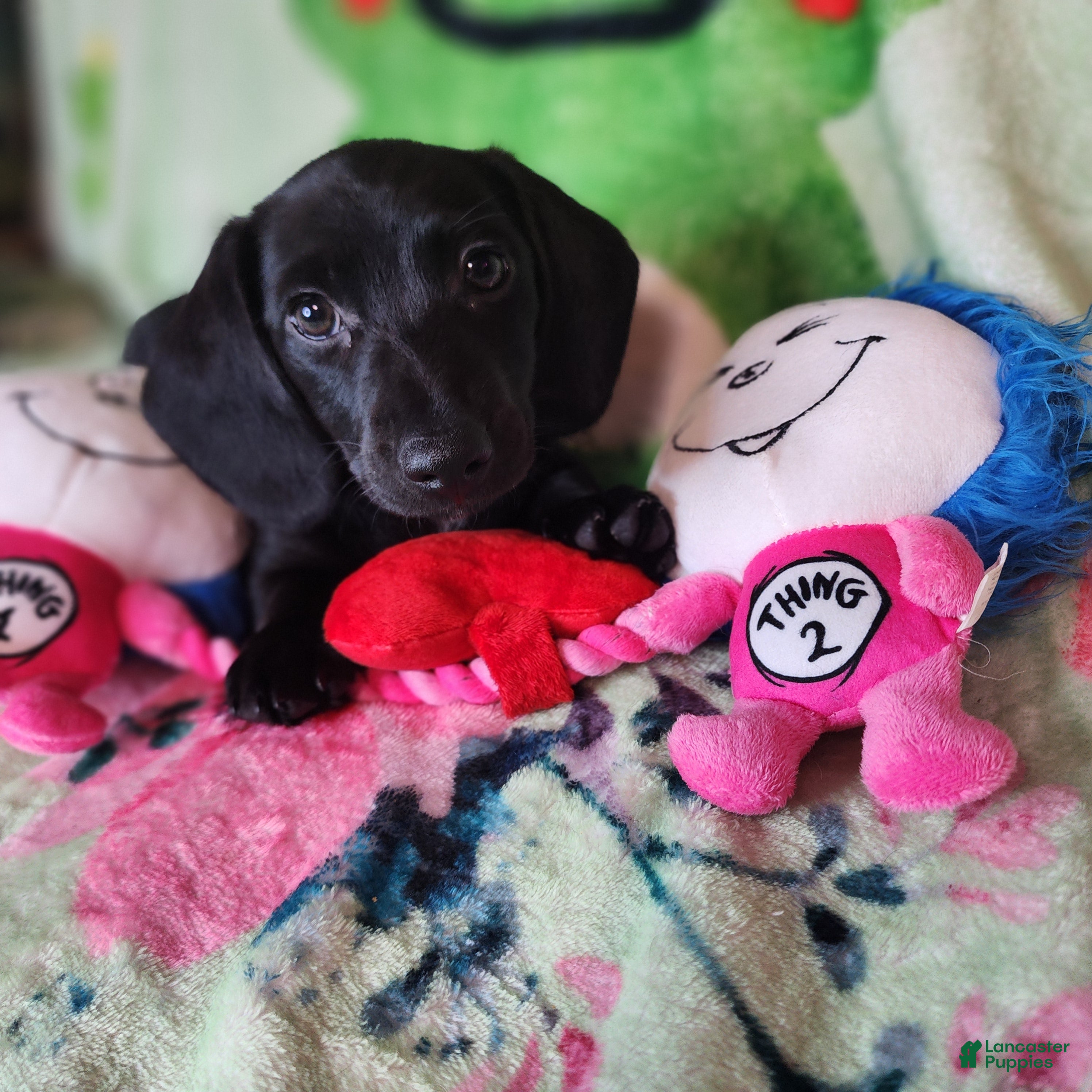 Dachshund dogs Sydney - Ad 1