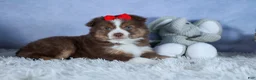 Miniature Australian Shepherd dogs for sale: ELVIS - Ad 6