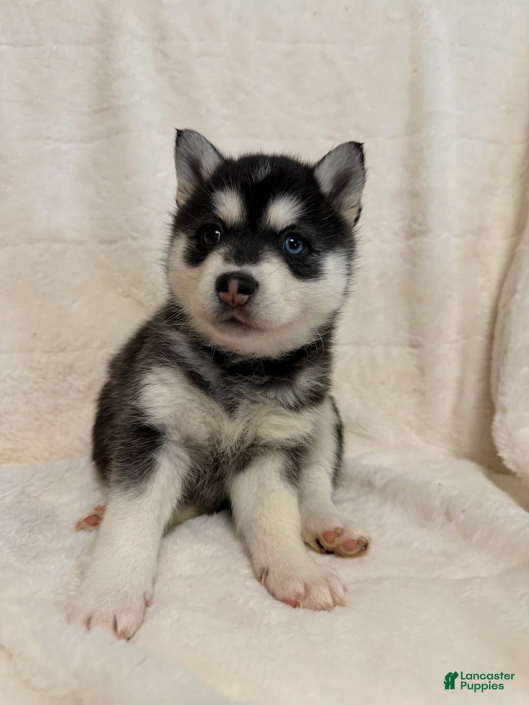 Alaskan Klee Kai dogs for sale: Winter - Ad 4