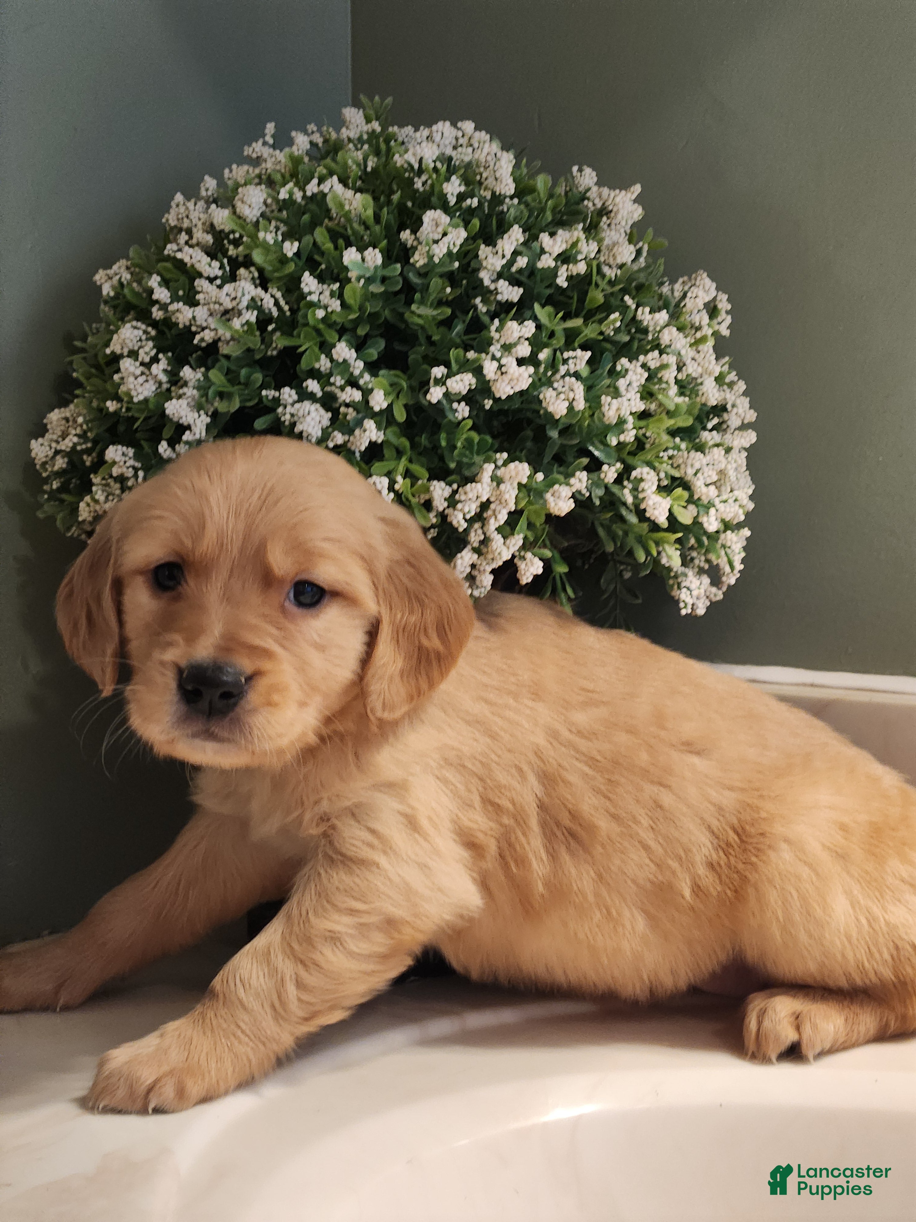 Golden Retriever dogs Rosie - Ad 2