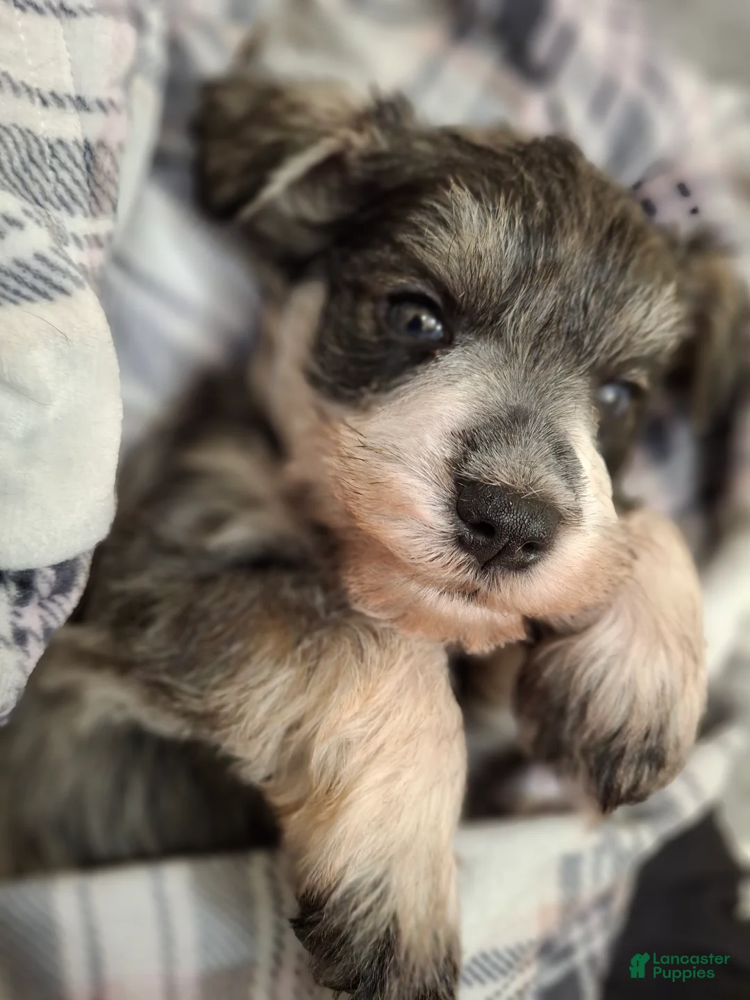 Miniature Schnauzer dogs for sale: Ms. POPCORN - Ad 2