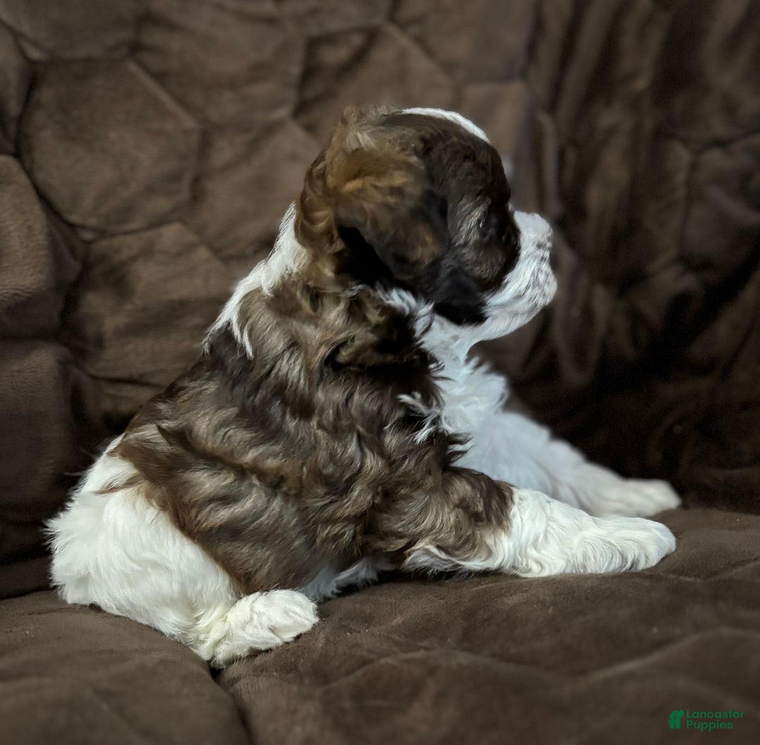 Miniature Schnauzer dogs for sale: Miniature Schnauzer Puppy 3 - Ad 3