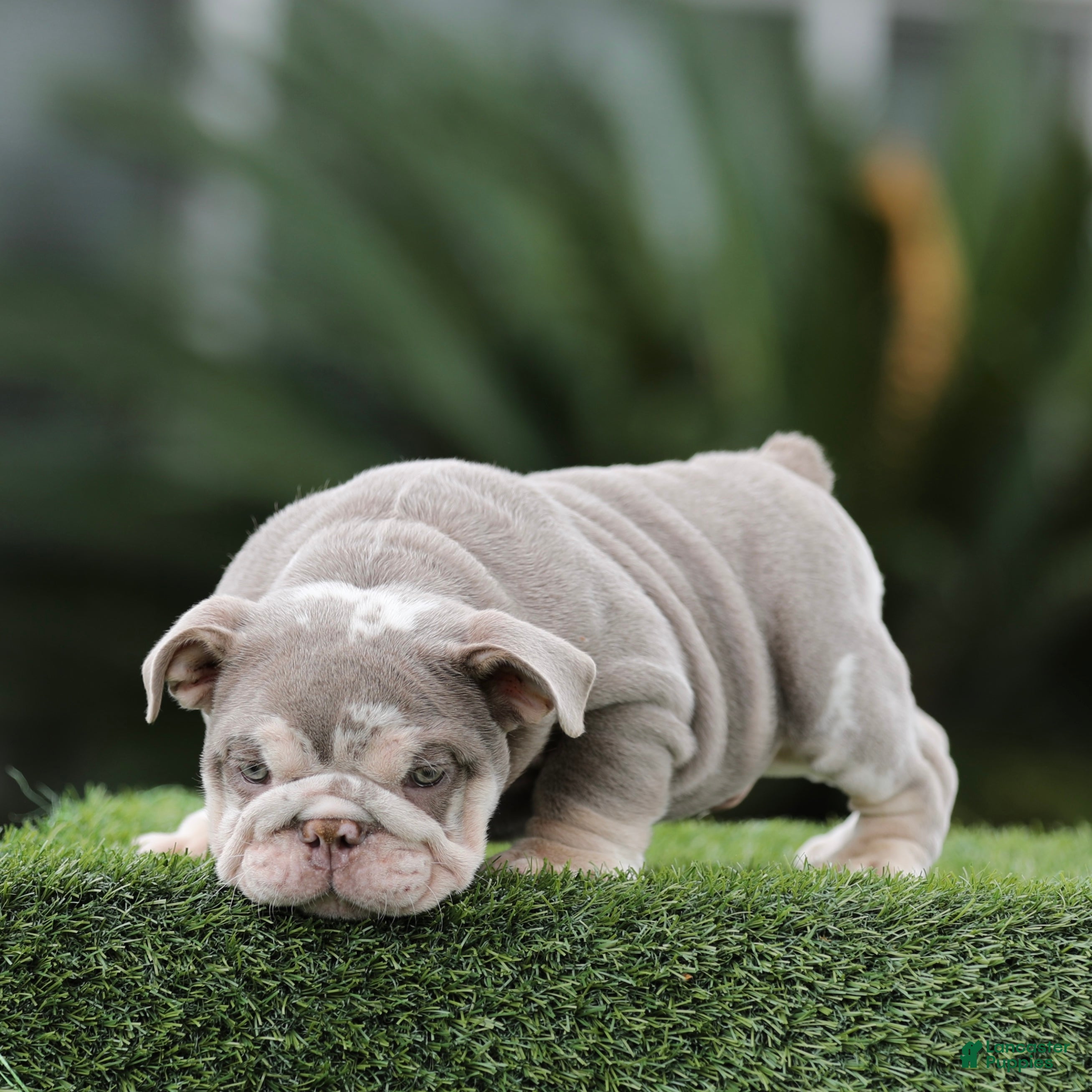 English Bulldog dogs English Bulldog Puppy 1 - Ad 9