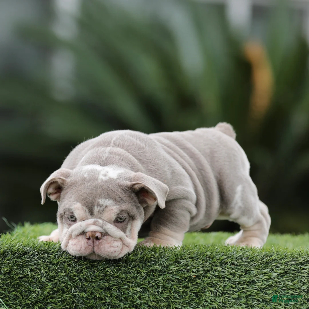English Bulldog dogs for sale: English Bulldog Puppy 1 - Ad 1