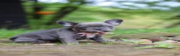 French Bulldog dogs for sale: Darla - Ad 12