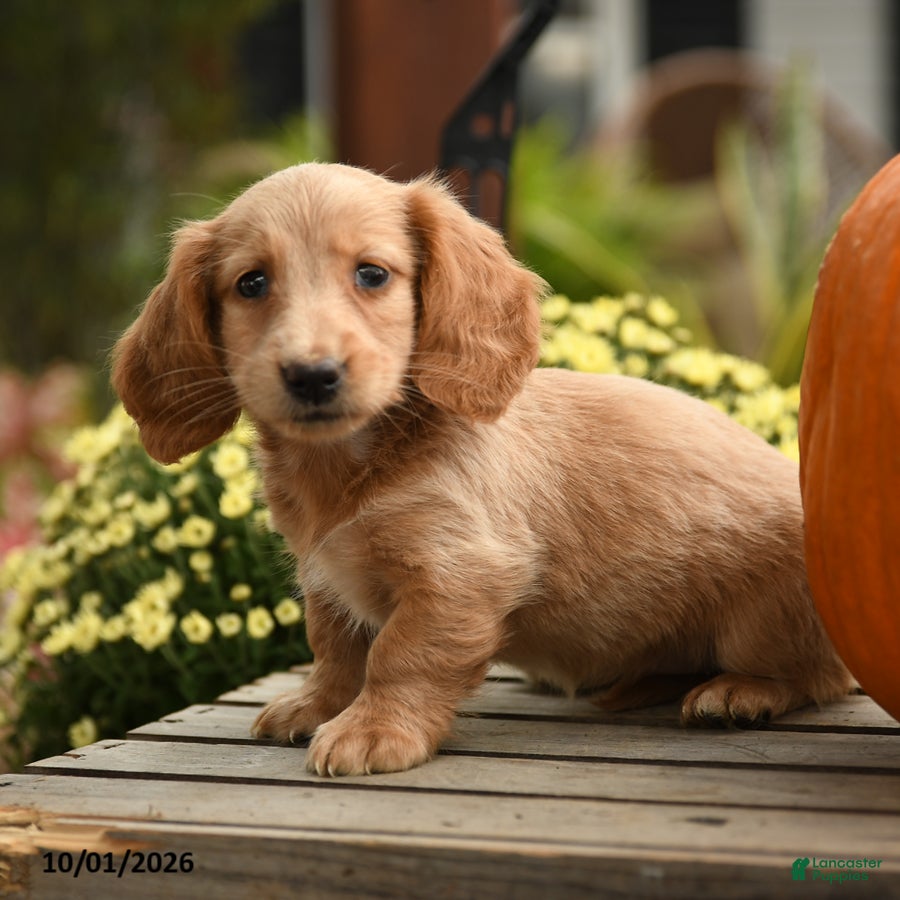 Dachshund dogs Flora   - Ad 2