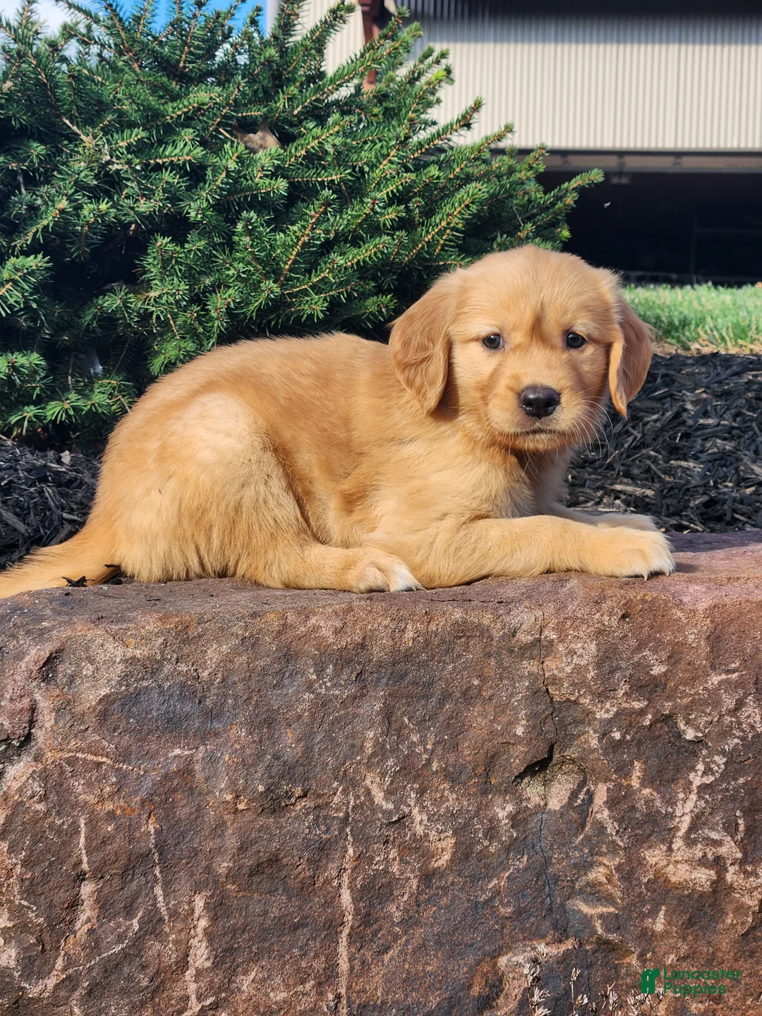Golden Retriever dogs for sale: Chloe - Ad 2