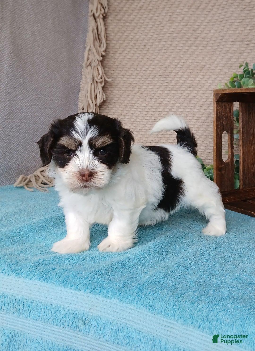 Havanese dogs for sale: Faith  - Ad 2